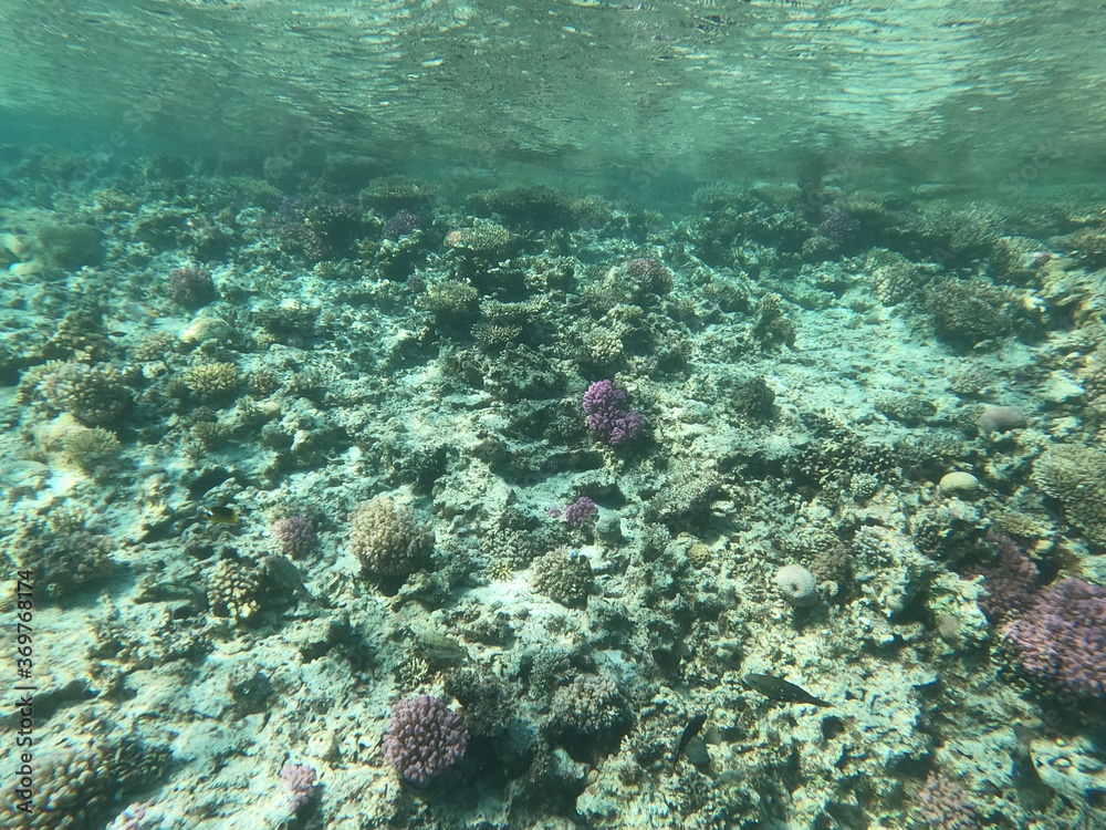 Fototapeta premium Reef with lots of colorful corals and lots of fish in clear blue water in the Red Sea near Hurgharda, Egypt