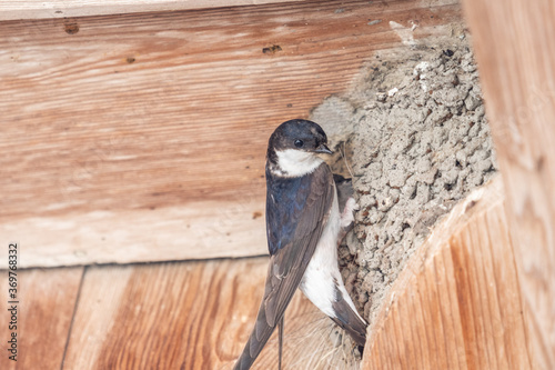 Mehlschwalben  hängend am Nest