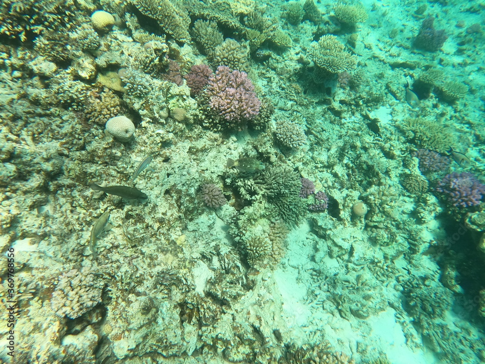 Fototapeta premium Reef with lots of colorful corals and lots of fish in clear blue water in the Red Sea near Hurgharda, Egypt