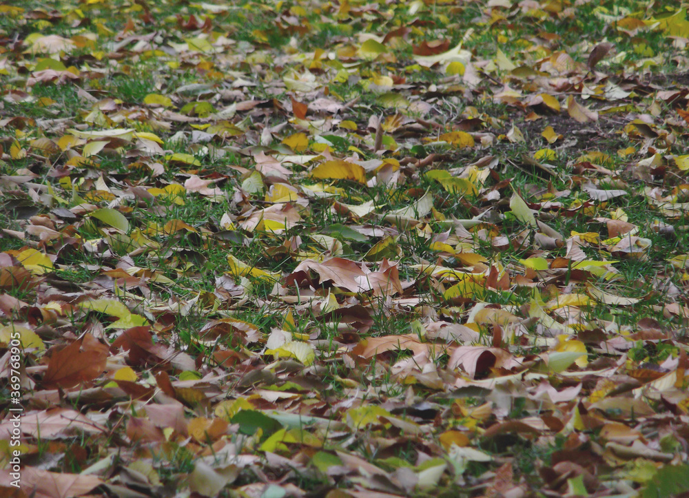 Green and dry leaf texture creating various shapes and light play and combinations of spectacular autumn colors.
