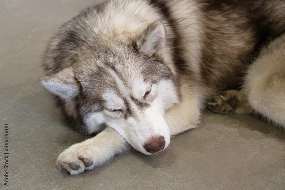 gray, white and brown husky sleep on the floor. lazy husky lies on the floor with closed eyes. portrait of siberian husky. the dog looks like wolf. gray, white and brown husky sleep on the floor. lazy husky lies on the floor with closed eyes. portrait of siberian husky. the dog looks like wolf.