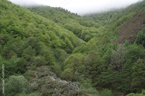 Landscape with spectacular forested mountains and a dense fog in the background covering the sky, route of the ports, Cangas del Narcea, Asturias, Spain.
 photo