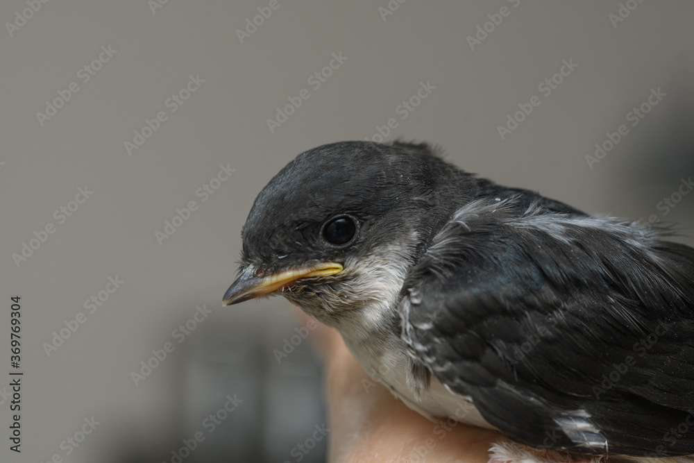 Obraz premium Junge Mehlschwalbe auf Hand