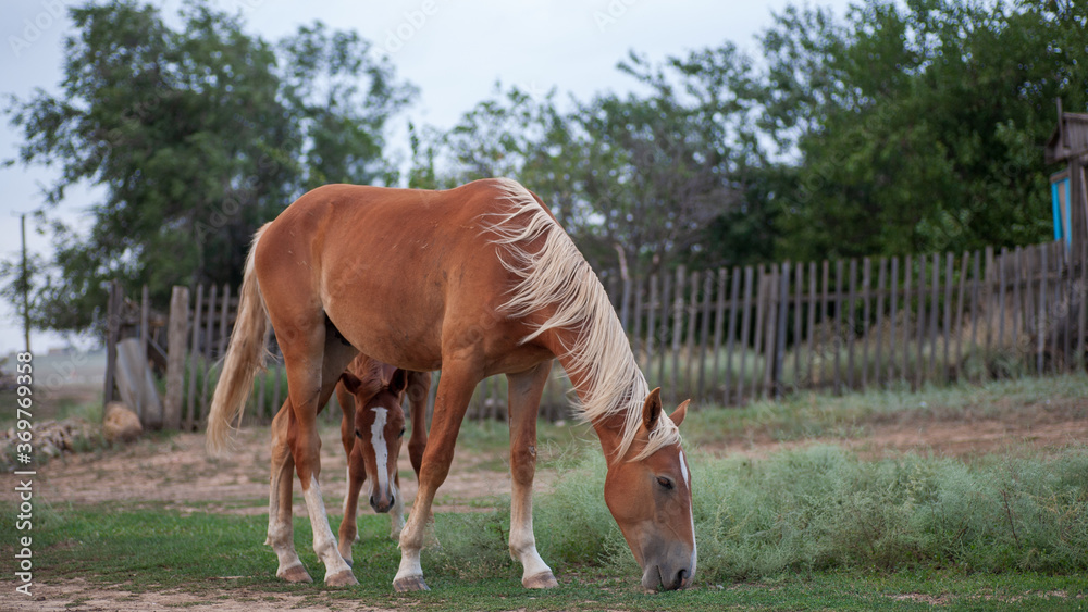 Fototapeta premium A farmer's domestic horse