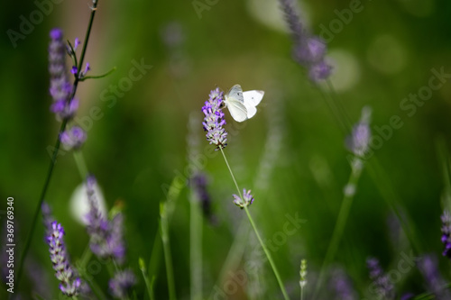 One small butterfly on blue lavender flowers in a sunny summer day in Scotland  United Kingdom  with selective focus  beautiful outdoor floral background.