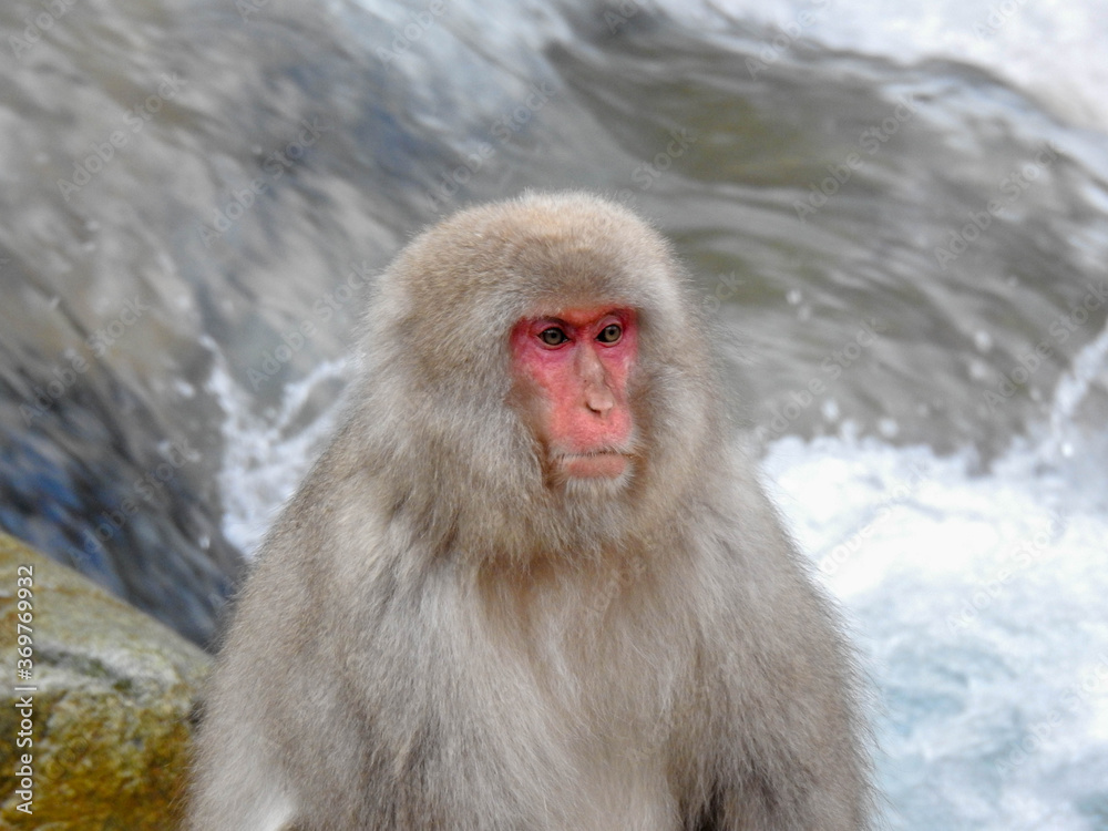 Naklejka premium Japanese Macaque in Jigokudani