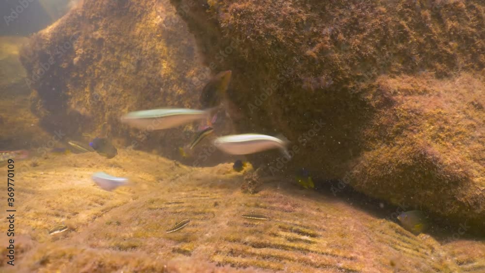 Slippery dick and other reef fish swim around an artificial reef