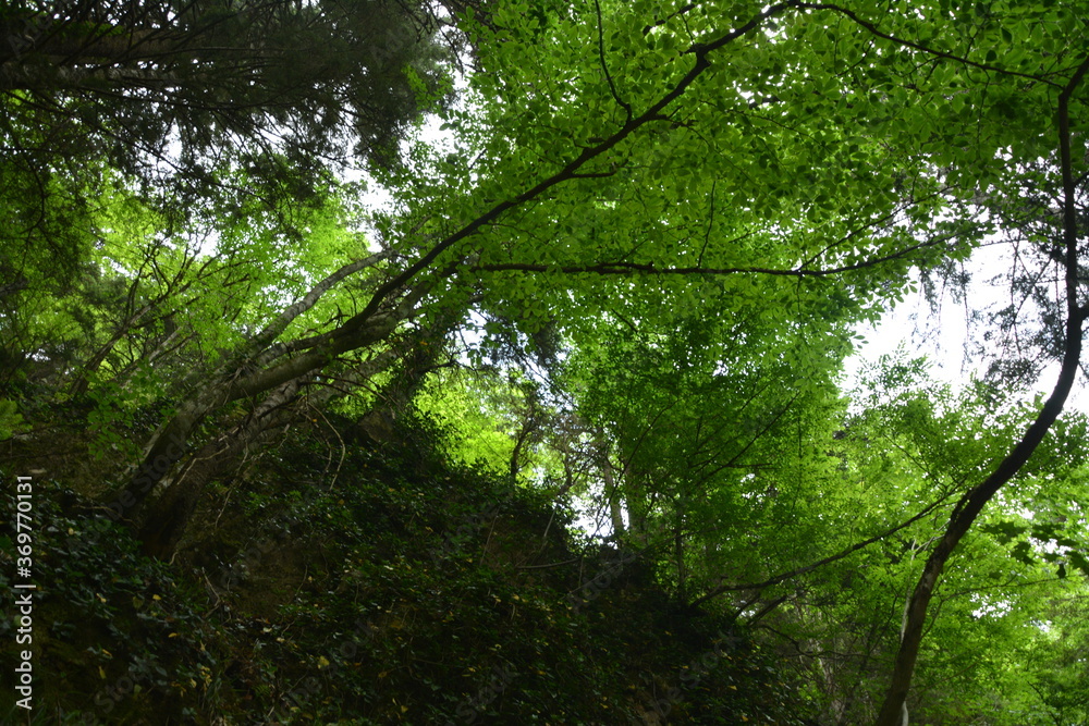 Fototapeta premium Forest.