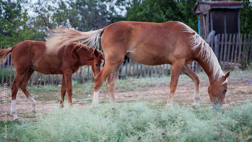 Fototapeta premium A farmer's domestic horse