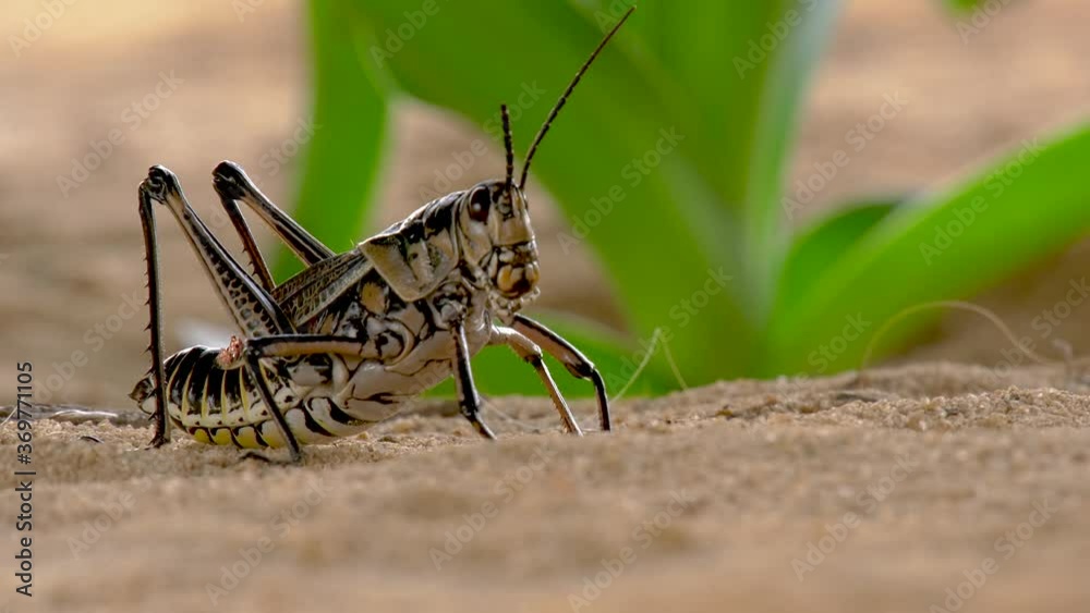 Close up face of eastern lubber grasshopper Close up face of eastern lubber grasshopper