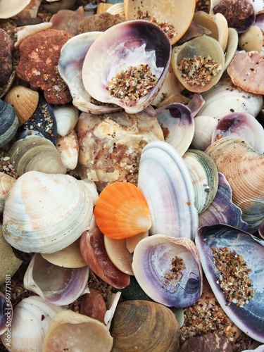 seashells on the beach with different colours