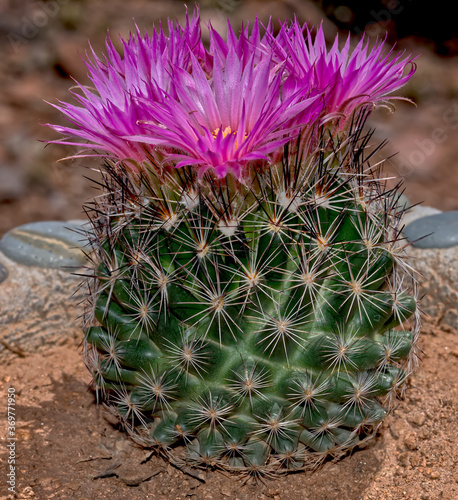 Flower of the Escobaria Vivipara Cactus photo