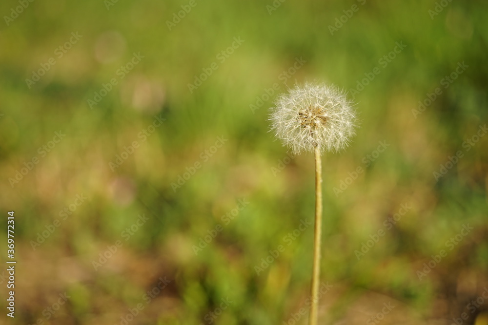 Fluffy dandelion flower grow in summer meadow.