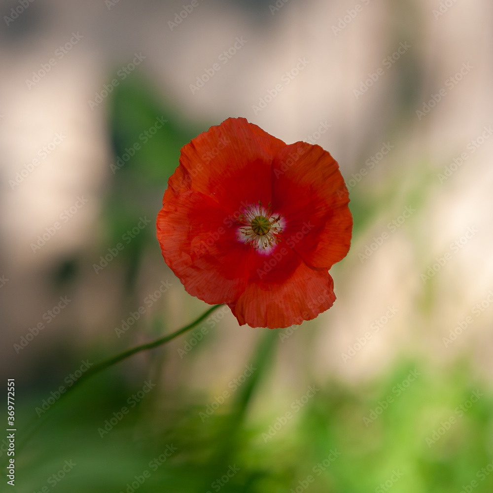 wild poppy flower with a blurred background
wild poppy flower with a blurred background