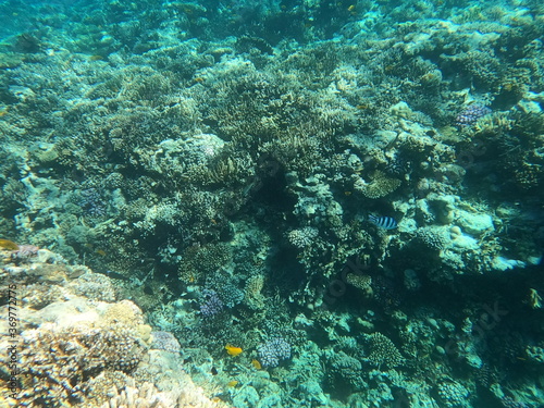 Reef with lots of colorful corals and lots of fish in clear blue water in the Red Sea near Hurgharda, Egypt