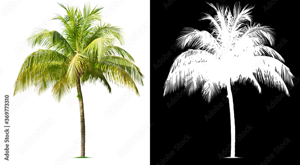 Coconut tree isolated on white background. Clipping mask included.