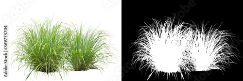 Grass isolated on white. Clipping mask included.