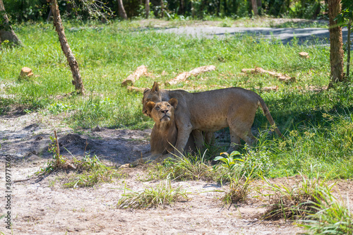 Two big lion in nature. Wild african animals