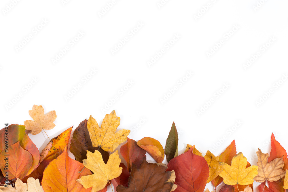 collection of beautiful colorful autumn leaves isolated on white background collection of beautiful colorful autumn leaves isolated on white background