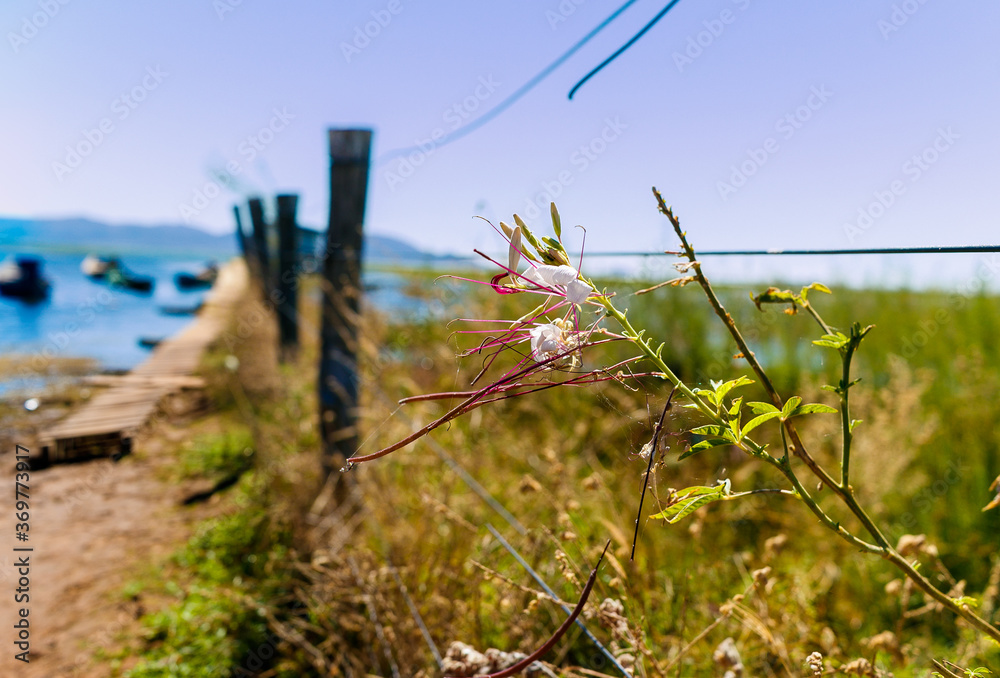 flower on the wooden and wire fence flower on the wooden and wire fence