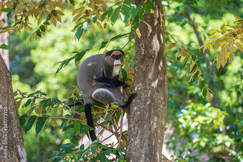 Canvas Print De Brazza's monkey in nature. Wild african animals