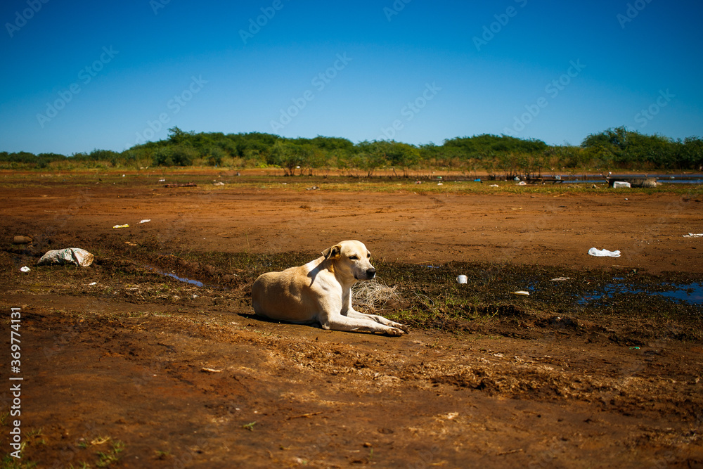 Obraz premium mongrel dog lying on the riverside in sunny day