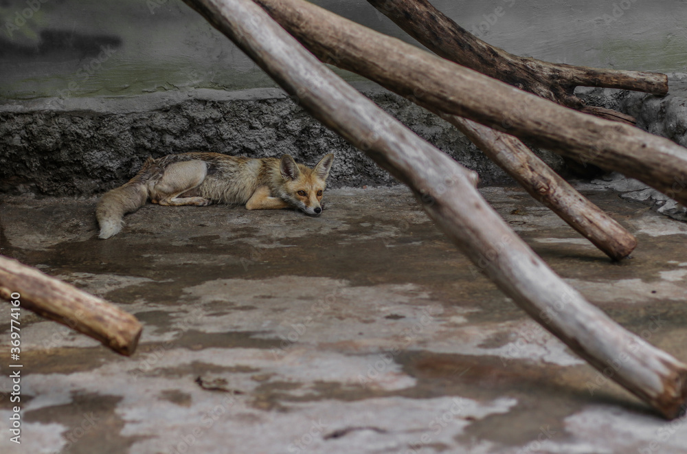 Fototapeta premium Fox in the zoo