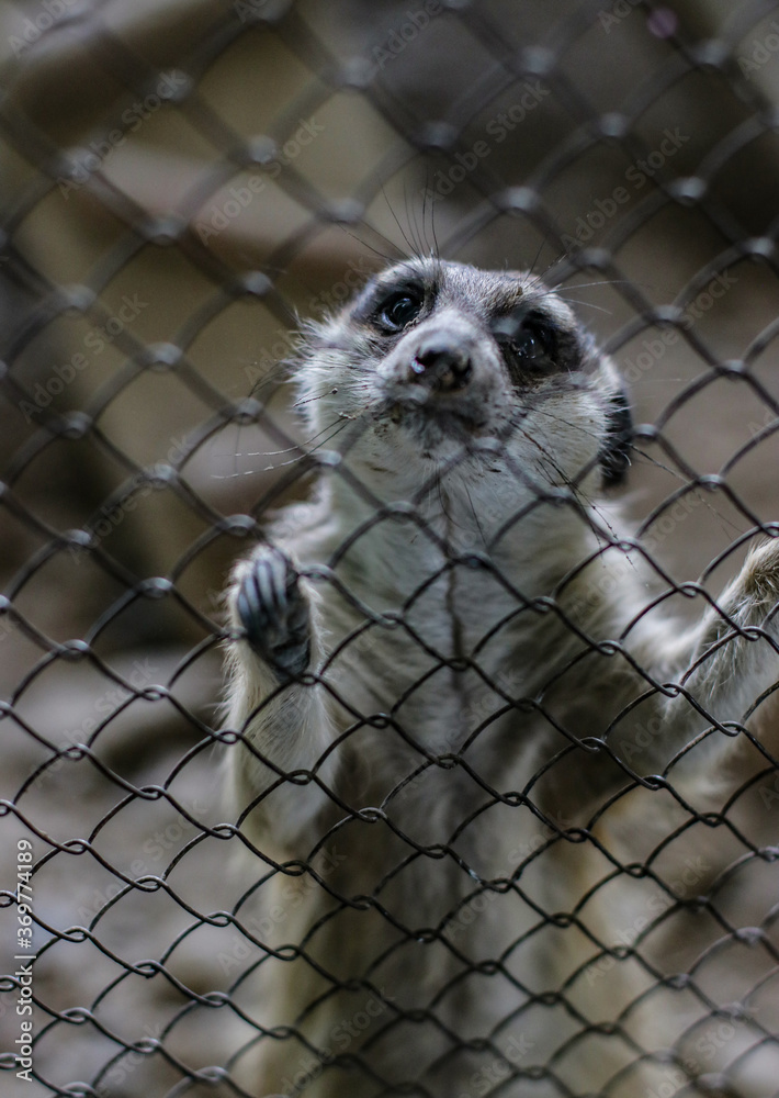 Fototapeta premium lemur in cage