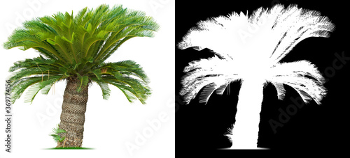 Cycad palm tree on white background. Clipping mask included. photo