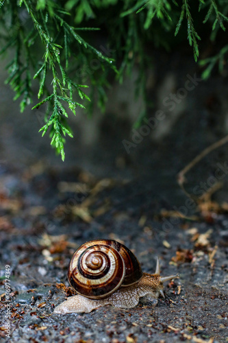  Garden snail