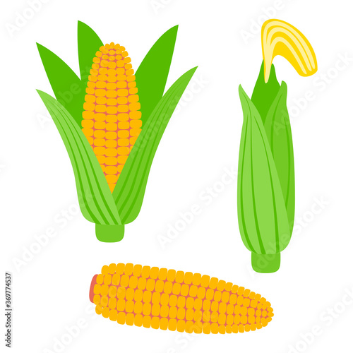 Peeled corn and cobs with leaves - set of corn isolated on white background