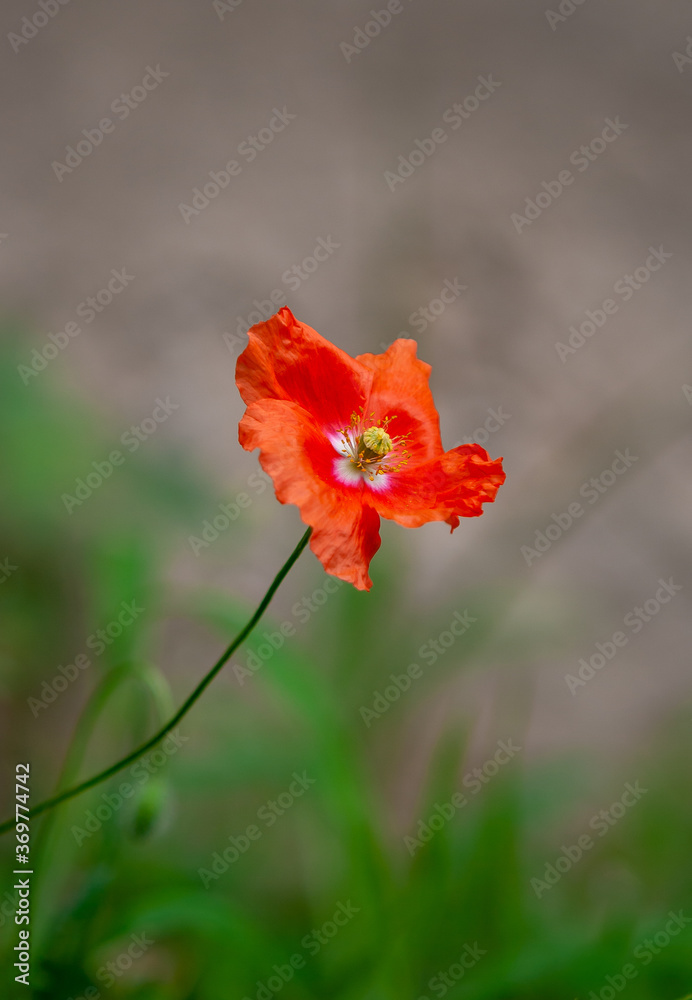 Fototapeta premium wild poppy flower with a blurred background 