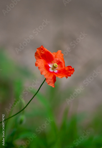 wild poppy flower with a blurred background 