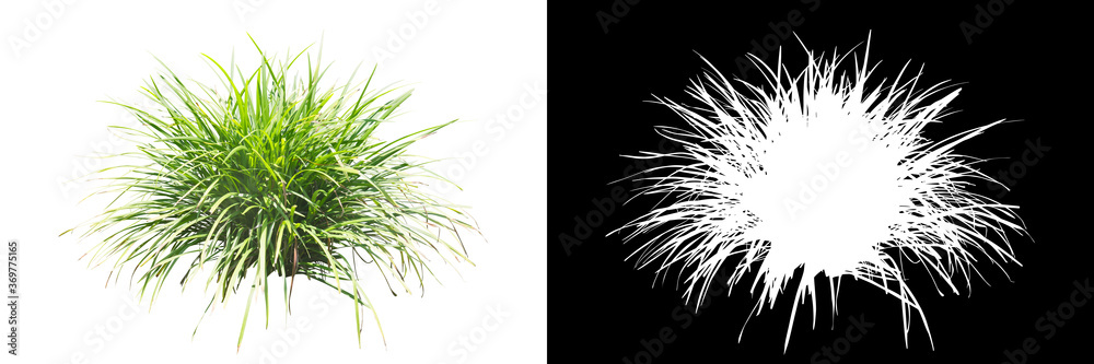 Fototapeta premium Grass isolated on white. Clipping mask included.