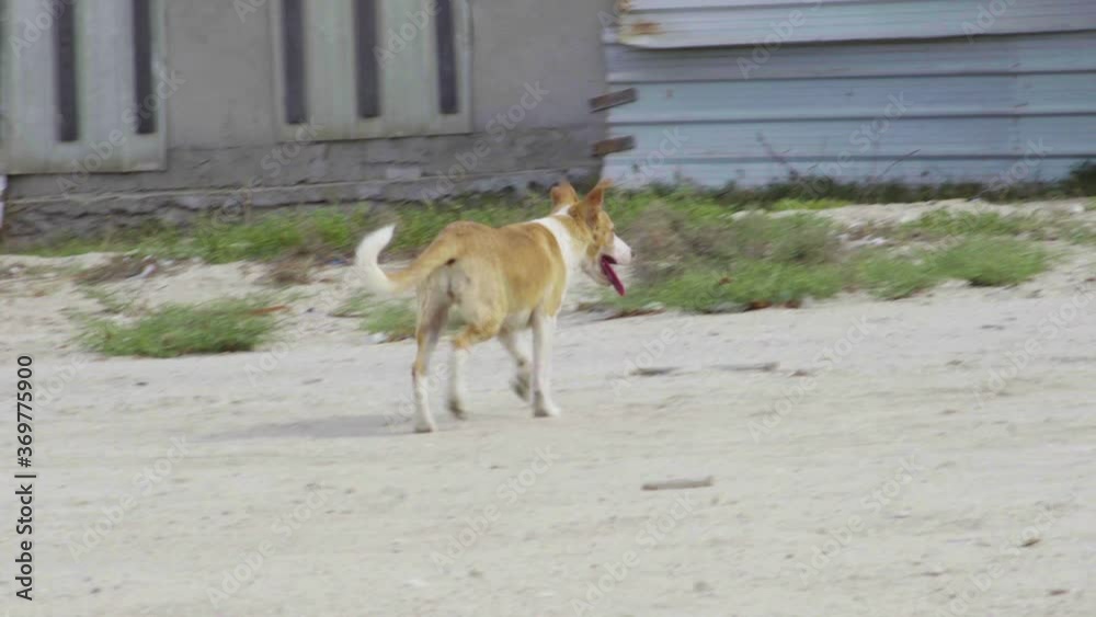 Pack of stray dogs in run-down neighborhood Pack of stray dogs in run-down neighborhood