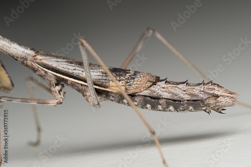 Abdomen of a grassland mantis (Iris oratoria) photo