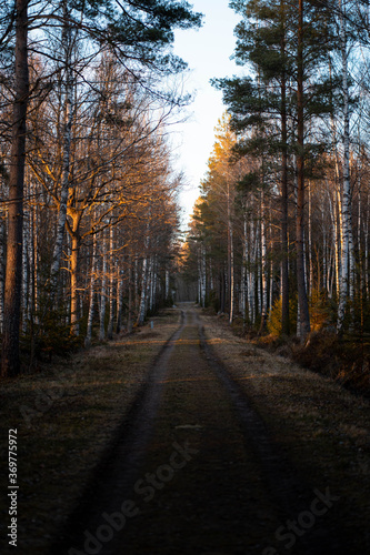 road in autumn