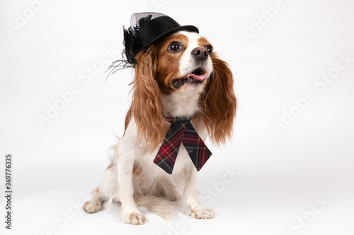 Small spaniel dog with tie and black hat