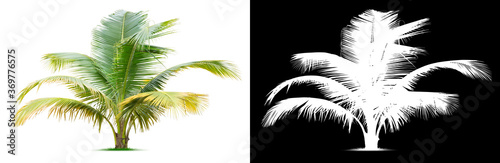 Palm tree isolated on white background. Clipping mask included.