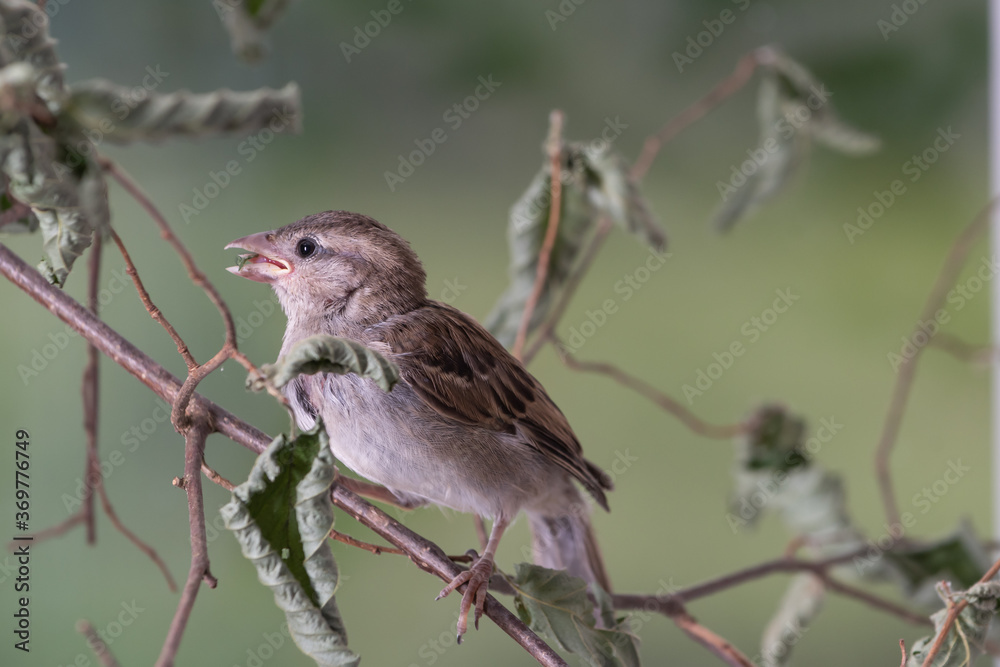 Fototapeta premium Hausspatz Weibchen von Hand aufgezogen auf Zweig