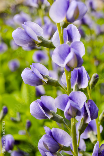 False Indigo