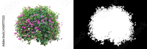 Tela Flower bush on white background. Clipping mask included.