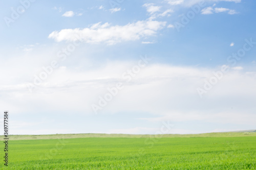 Concept. Beautiful serene abstract landscape. Blue sky and green grass.