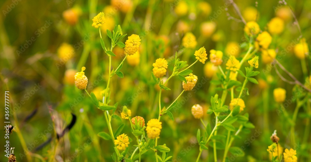 Obraz premium Dzika natura