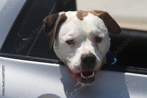 Dog Drooling Out of the Car Window