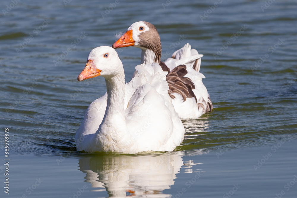 Fototapeta premium pair of white geese enjoying a refreshing swim in a tranquil pond