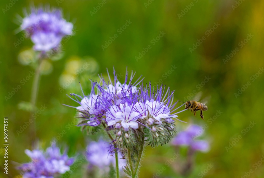 Fototapeta premium Dzika natura