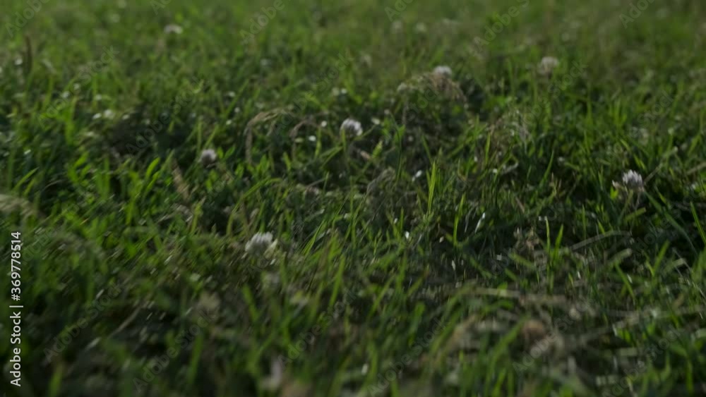 Slow-motion close-up of green grass in a park in Montreal, Quebec Slow-motion close-up of green grass in a park in Montreal, Quebec