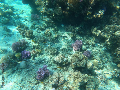 Reef with lots of colorful corals and lots of fish in clear blue water in the Red Sea near Hurgharda, Egypt