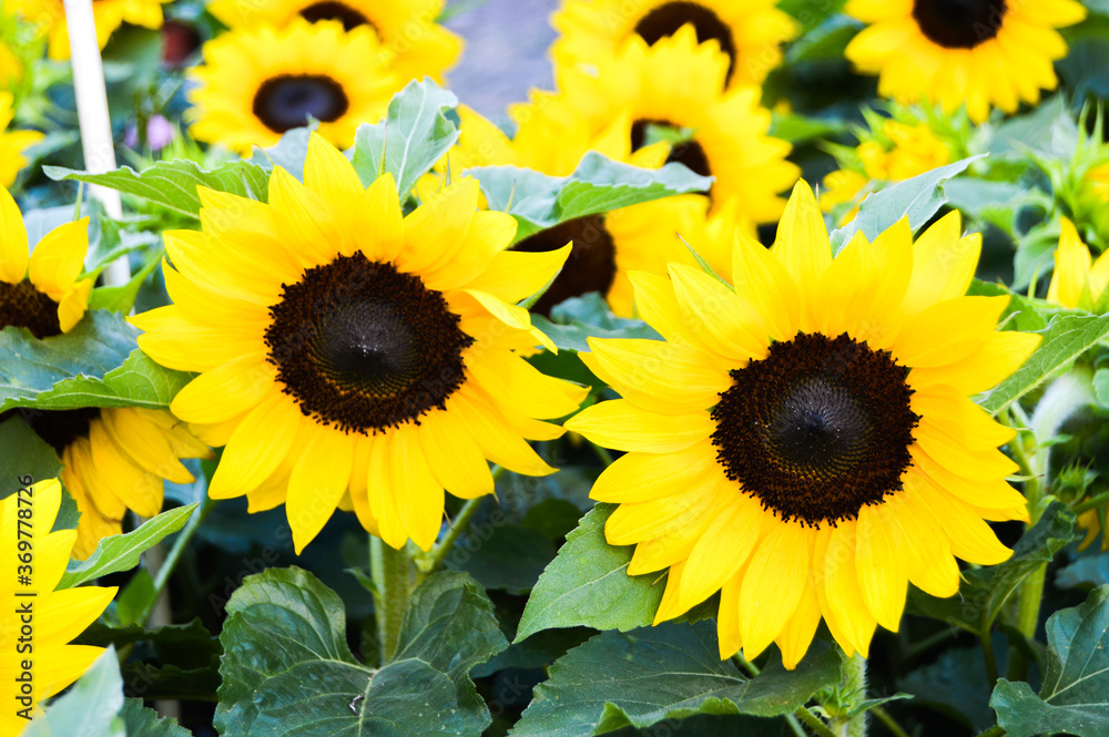Obraz premium Sunflowers
